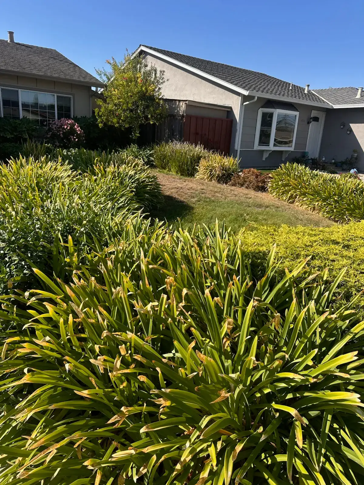 Front yard before work: overgrown grasses and patchy lawn