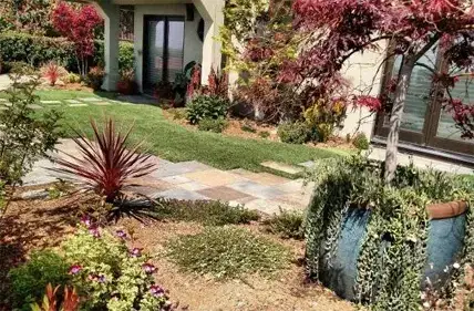 Garden path with drought-tolerant planting and a Japanese maple