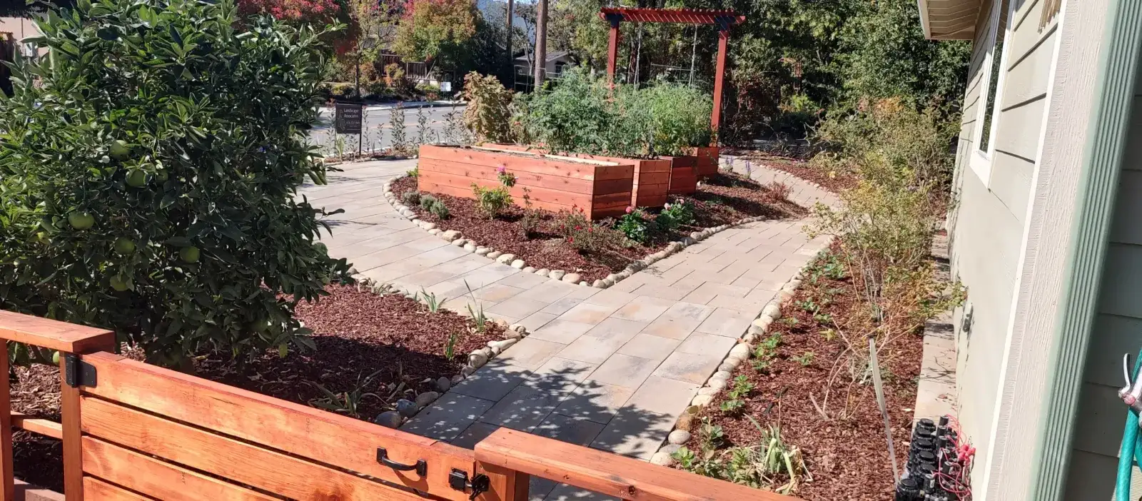 Redwood raised beds, paver path and gate in a front yard
