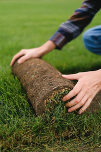Picture4 Man unrolling turf on the ground.