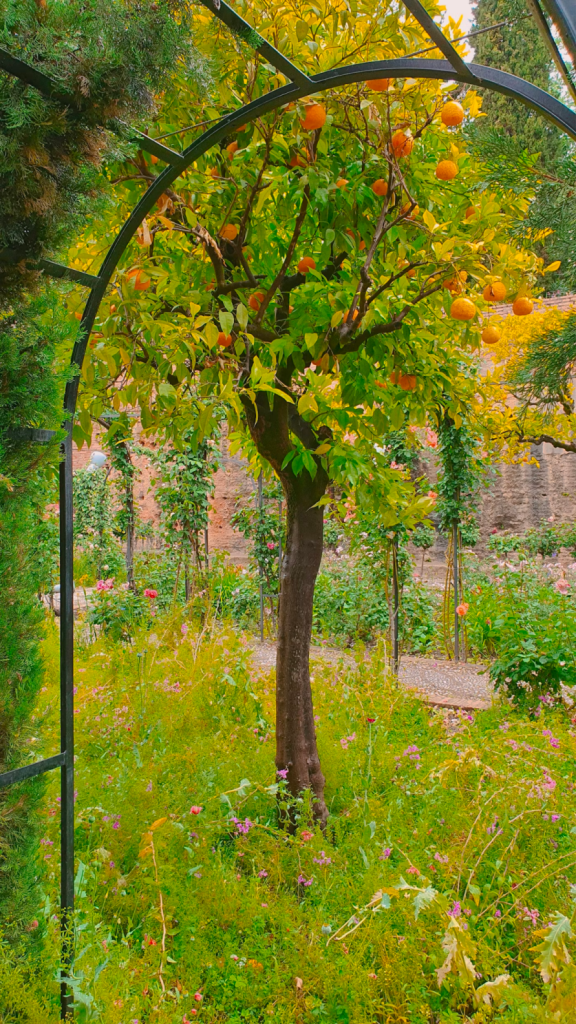 Picture2 An arbor in a garden with a fruit tree growing in front.