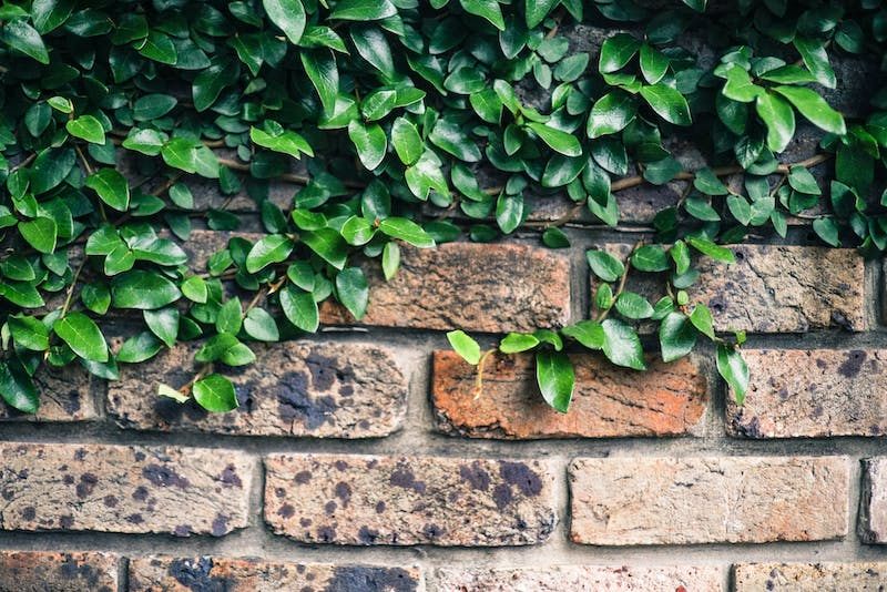 A partially exposed brick wall with leaves over it.