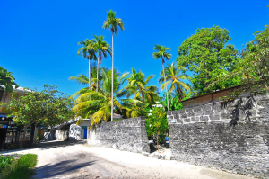 coconut-trees-concrete-wall
