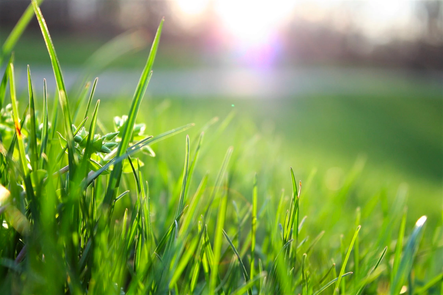 A closeup of grass growing in daylight.
