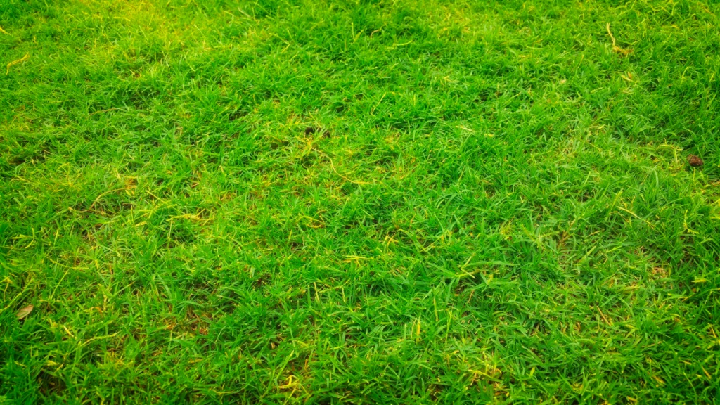 grass-fresh-bright