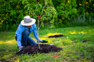 man-planting-tree-ecofriendly-activity