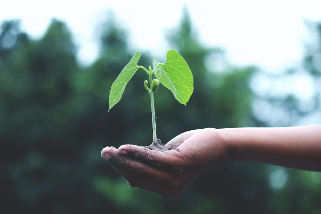 Person holding a healthy green plant in their hands