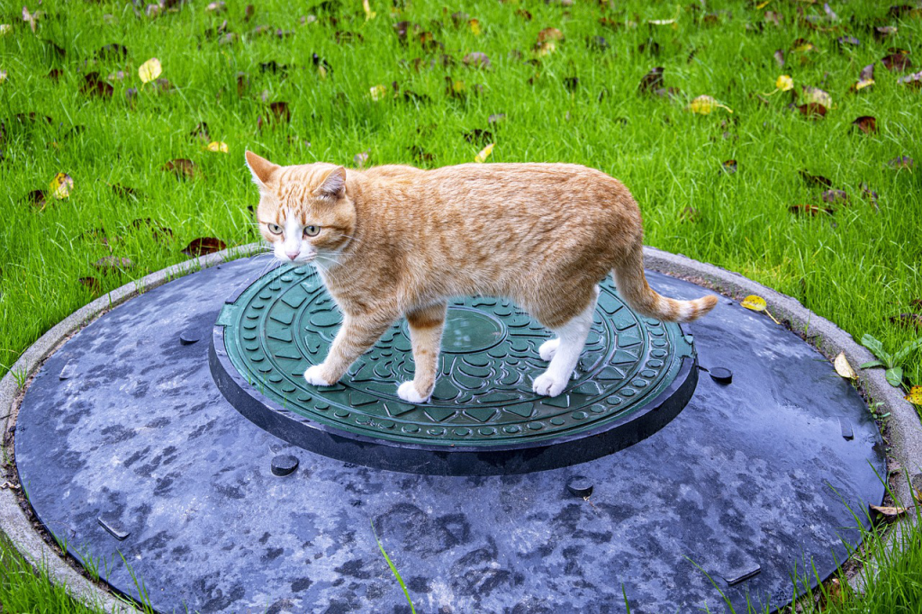 Ginger cat sitting on a sewage manhole near a car.