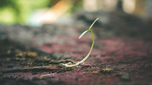 Shallow focus of a sprout indicating growth and vitality.