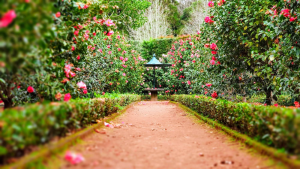 Trees and Flowers in a Backyard