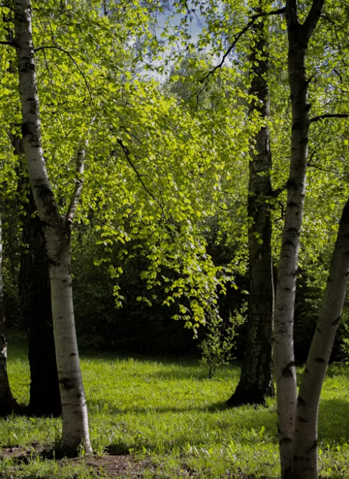Expert tree installation in San Jose.
