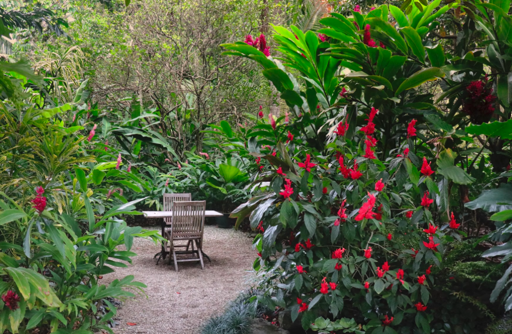 A backyard with trees and plants.