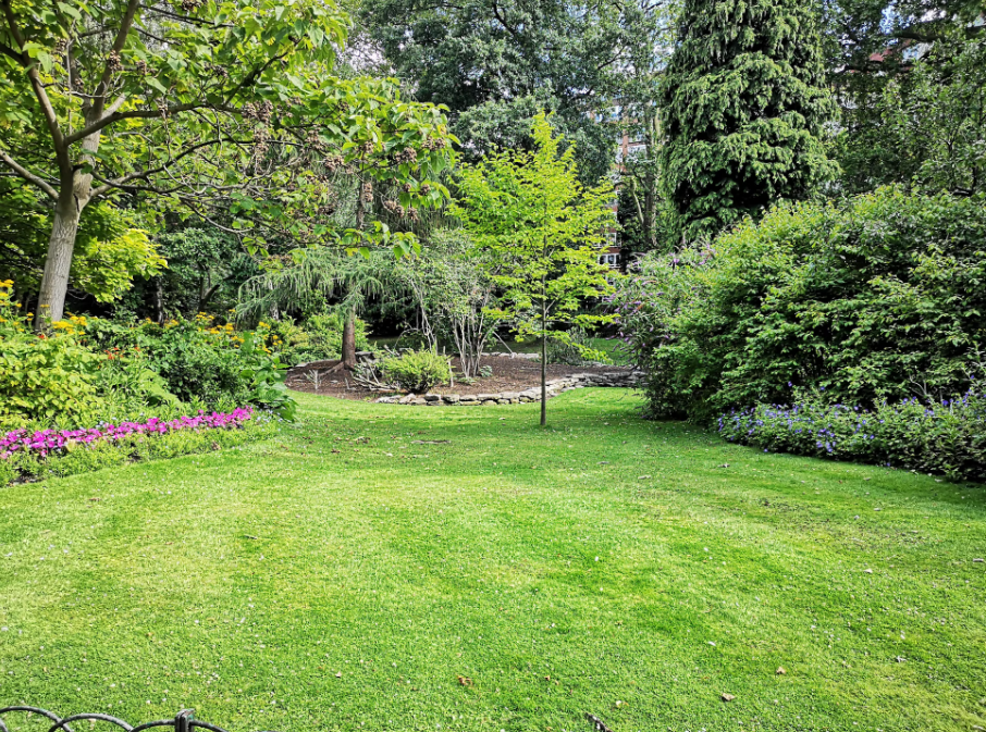 The backyard of a San Jose house.