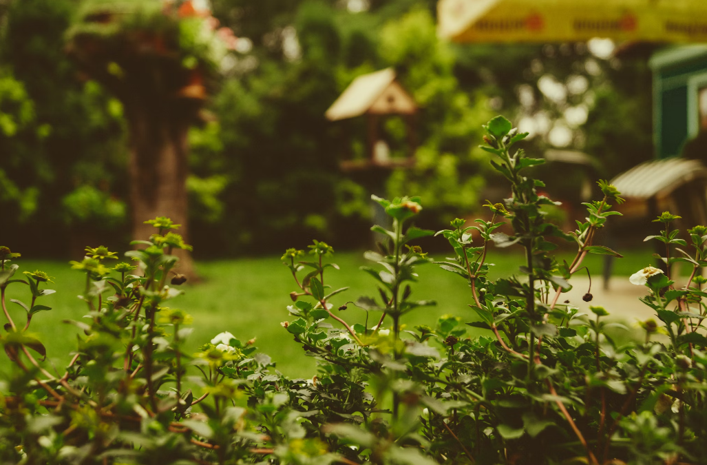 On-going landscape renovation and makeover in San Jose.