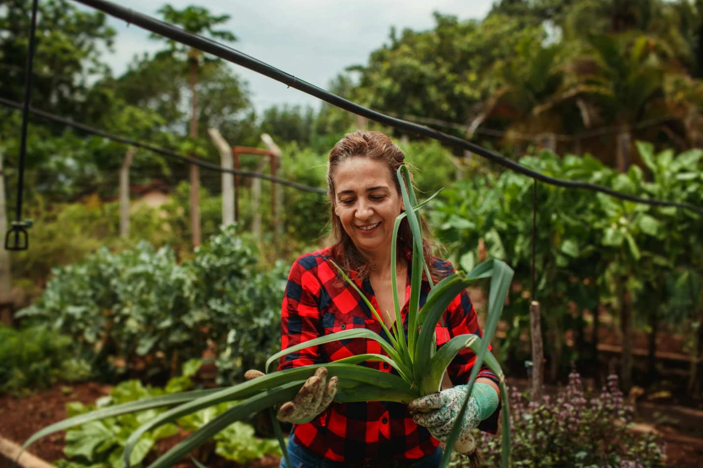 plant-growing-backyard A woman holds a large plant growing in her backyard.