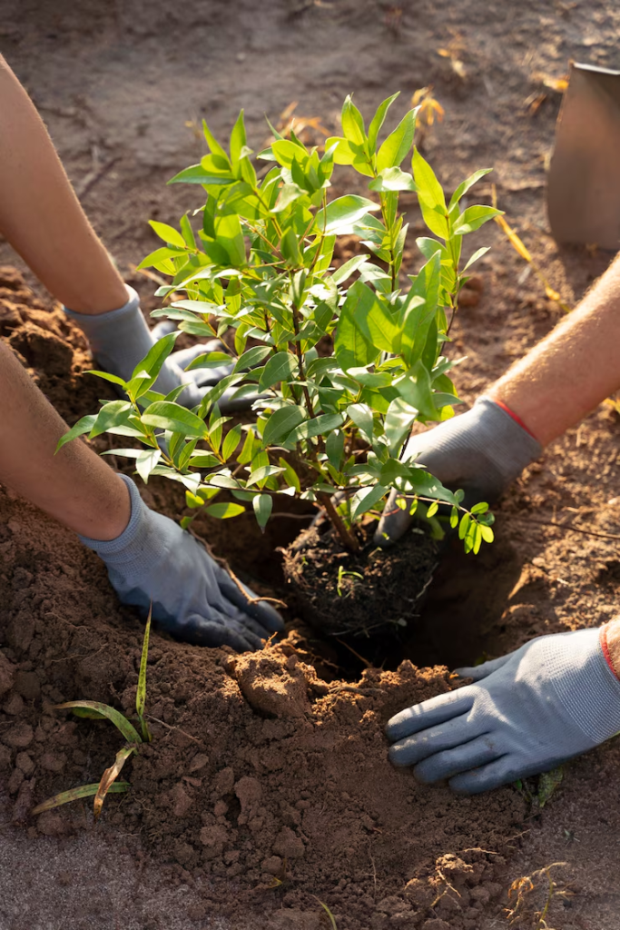 A photo of two professionals planting a small tree.