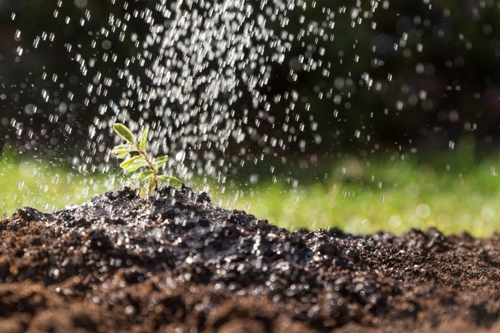  A plant being watered.