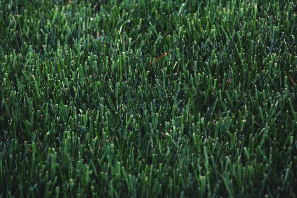 A closeup of realistic-looking turf.
