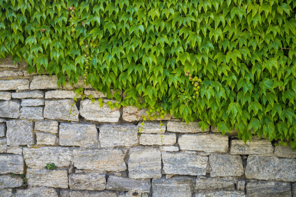 A retaining wall with leaves over it