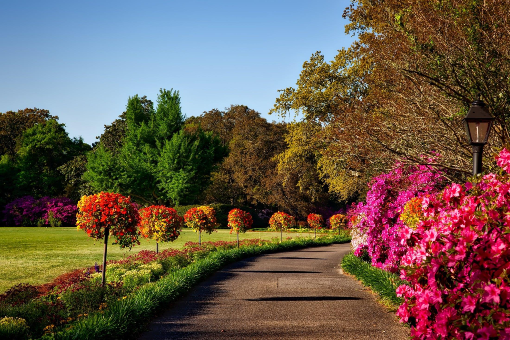 Different trees along a driveway