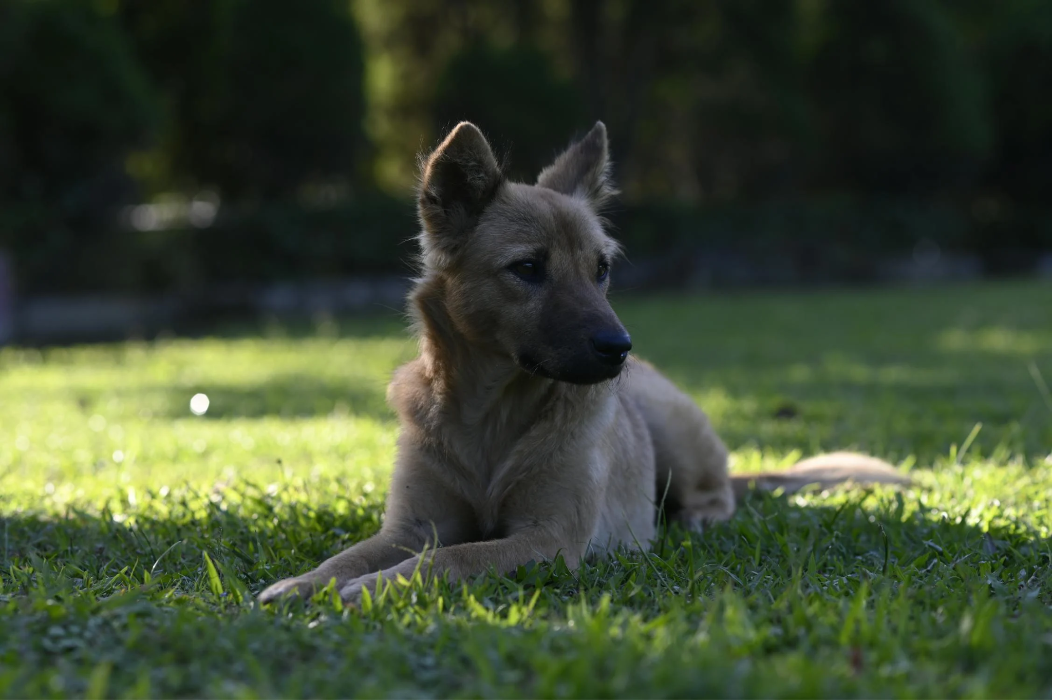A pet dog lays on the grass