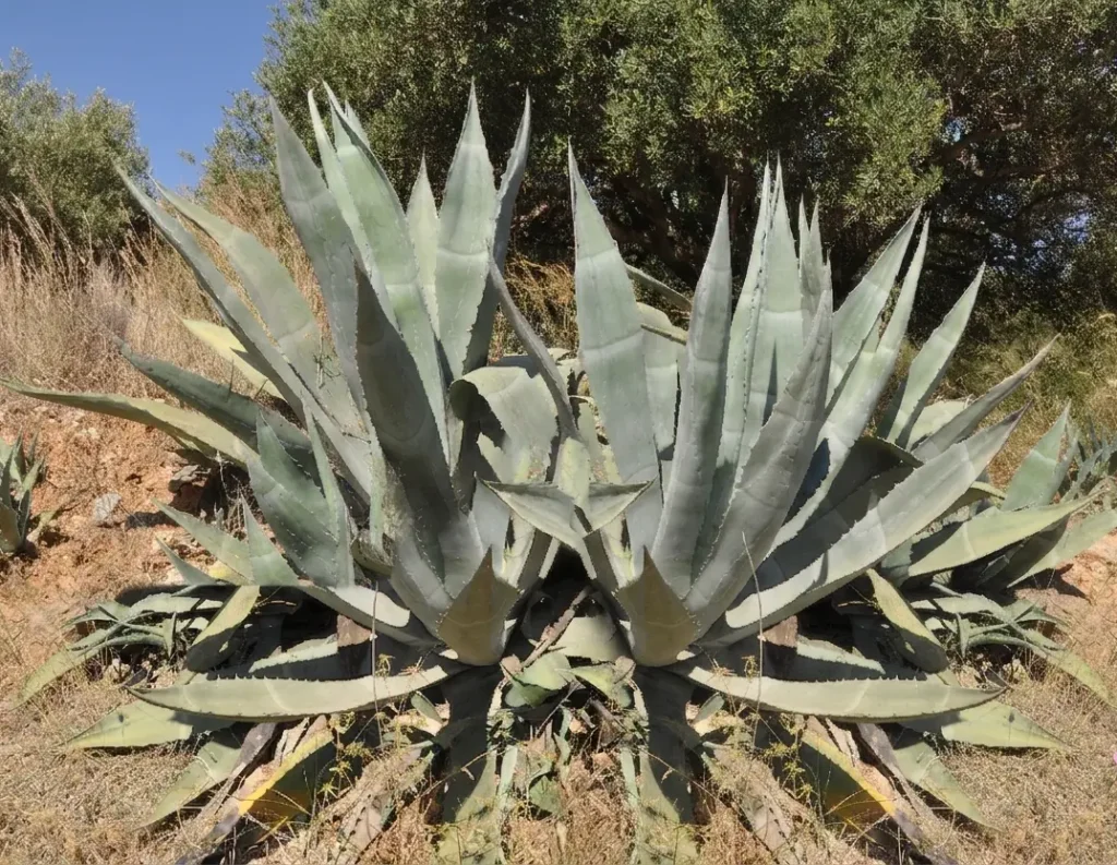 Large blue-green Agave rosettes with bold spiky leaves in a sunny drought-tolerant landscape — a sculptural low-water plant for San Jose yards