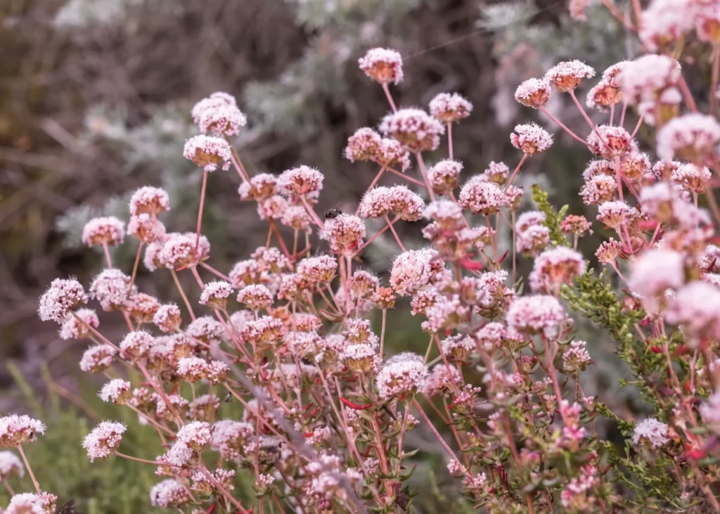 California Buckwheat (Eriogonum fasciculatum) with pale pink pompom flower clusters on pink stems — a drought-tolerant California native for San Jose pollinator gardens