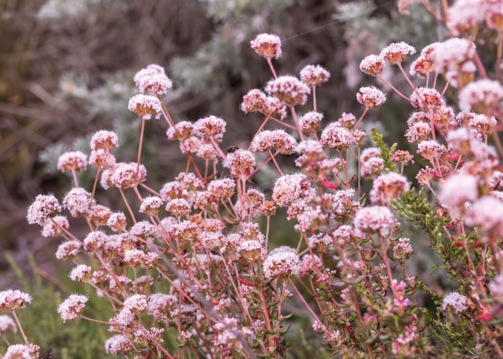 California Fuchsia (Epilobium canum) with bright red tubular flowers against a wooden fence — a hummingbird-attracting California native perennial for San Jose