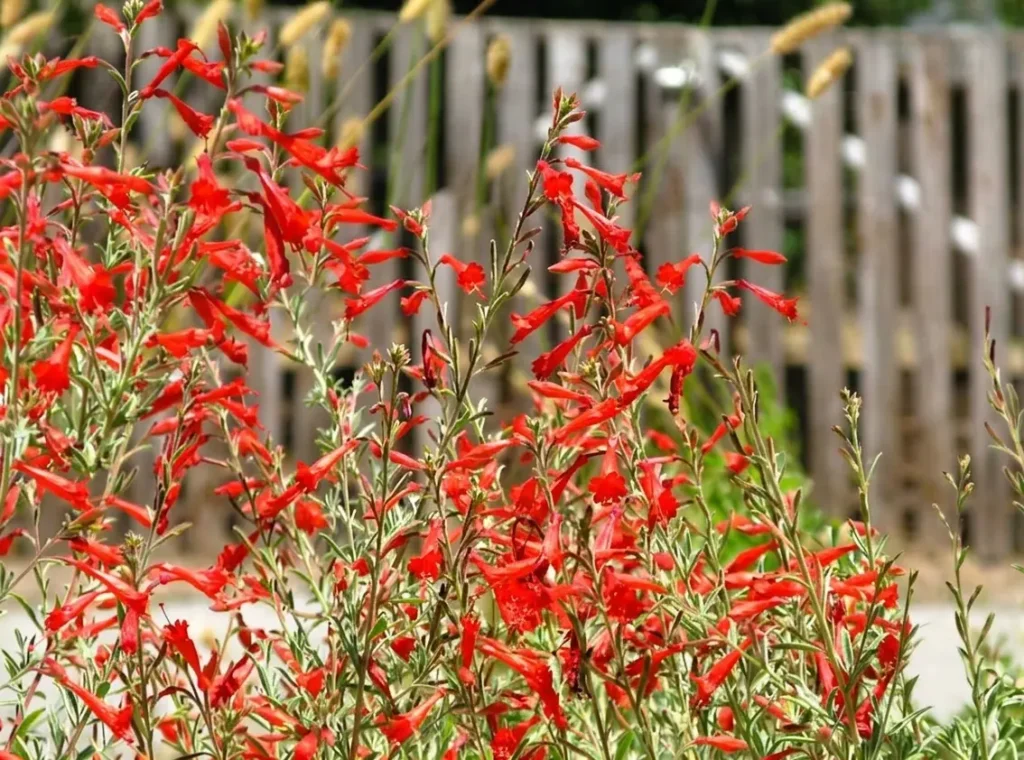 California Fuchsia (Epilobium canum) with bright red tubular flowers against a wooden fence — a hummingbird-attracting California native perennial for San Jose