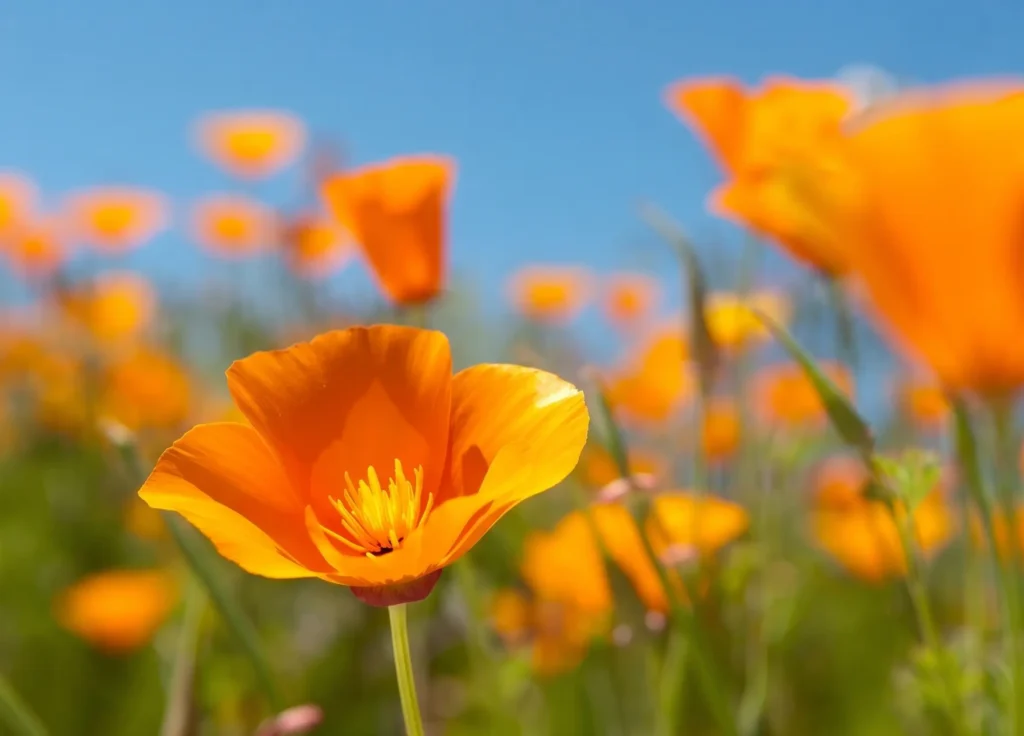 Bright orange California Poppy (Eschscholzia californica) in bloom against blue sky — California state flower and drought-tolerant wildflower for San Jose yards