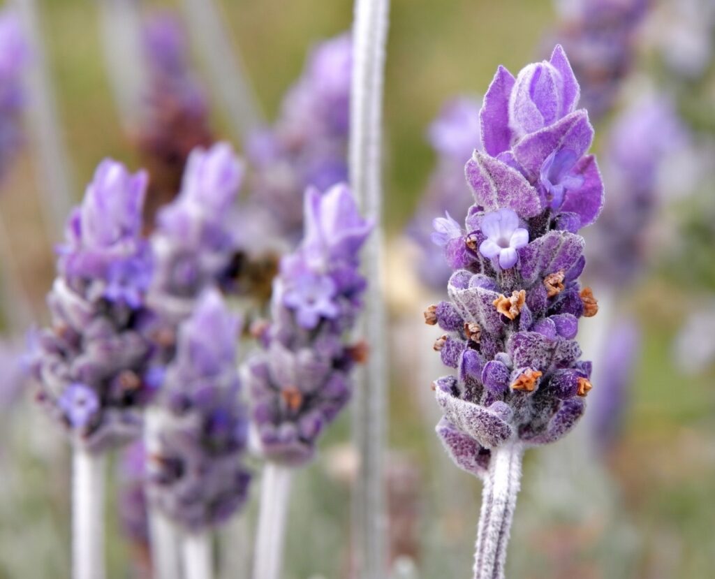 Bright orange California Poppy (Eschscholzia californica) in bloom against blue sky — California state flower and drought-tolerant wildflower for San Jose yards