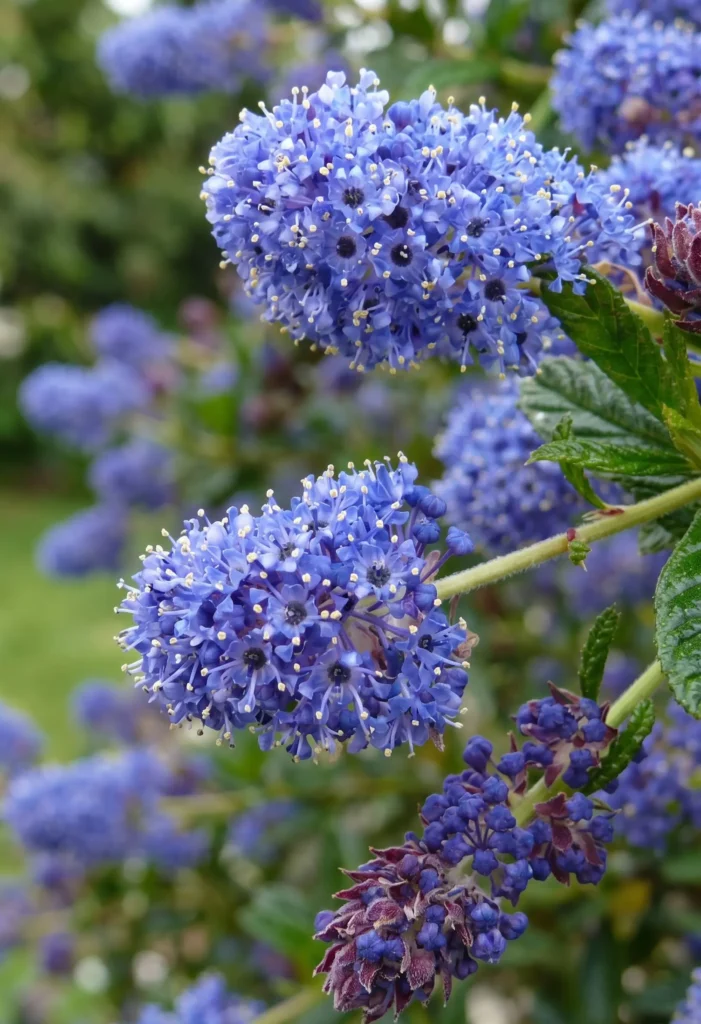 Close-up of Ceanothus (California Lilac) with clusters of bright blue flowers and green foliage — a drought-tolerant California native shrub for San Jose