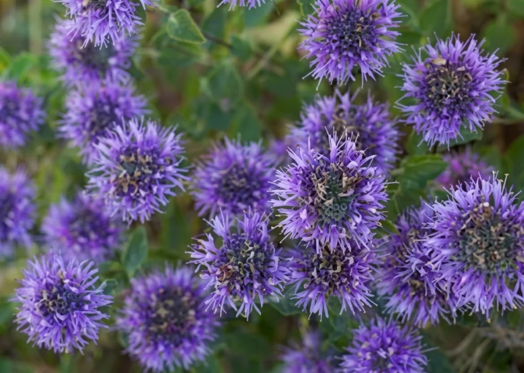 Coyote Mint (Monardella villosa) with vibrant purple spiky pompom flower clusters — a fragrant California native drought-tolerant perennial for San Jose