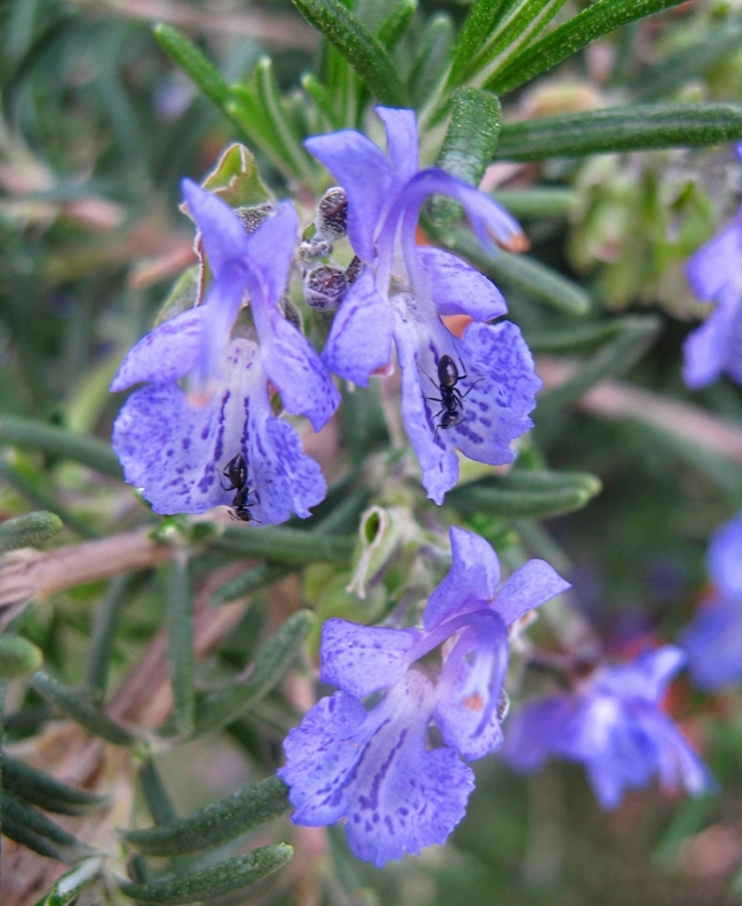 Deer Grass (Muhlenbergia rigens) ornamental grass with golden flowering plumes alongside rosemary in a drought-tolerant San Jose landscape design with benches