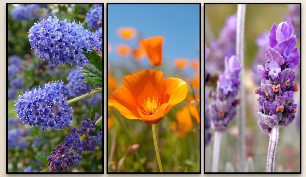 Drought-tolerant plants for San Jose yards — Ceanothus (California Lilac), California Poppy, and Lavender in bloom