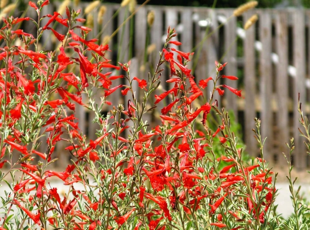 Close-up of purple Lavender (Lavandula) flower spikes with silvery stems — a low-water pollinator-friendly perennial for San Jose gardens
