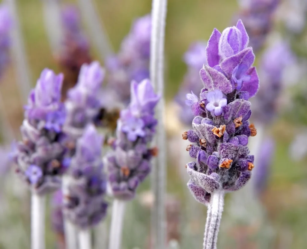 Close-up of purple Lavender (Lavandula) flower spikes with silvery stems — a low-water pollinator-friendly perennial for San Jose gardens