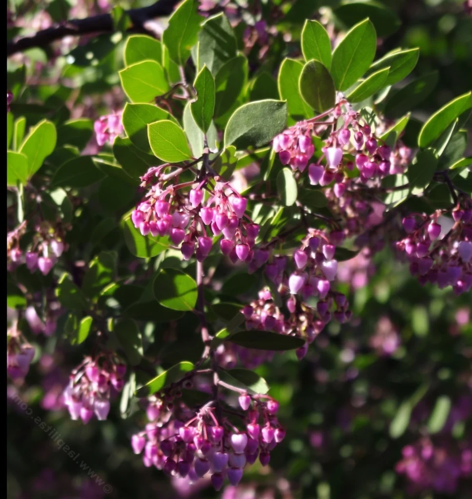 Manzanita (Arctostaphylos) with delicate pink urn-shaped bell flowers and glossy green leaves — a California native drought-tolerant shrub for San Jose