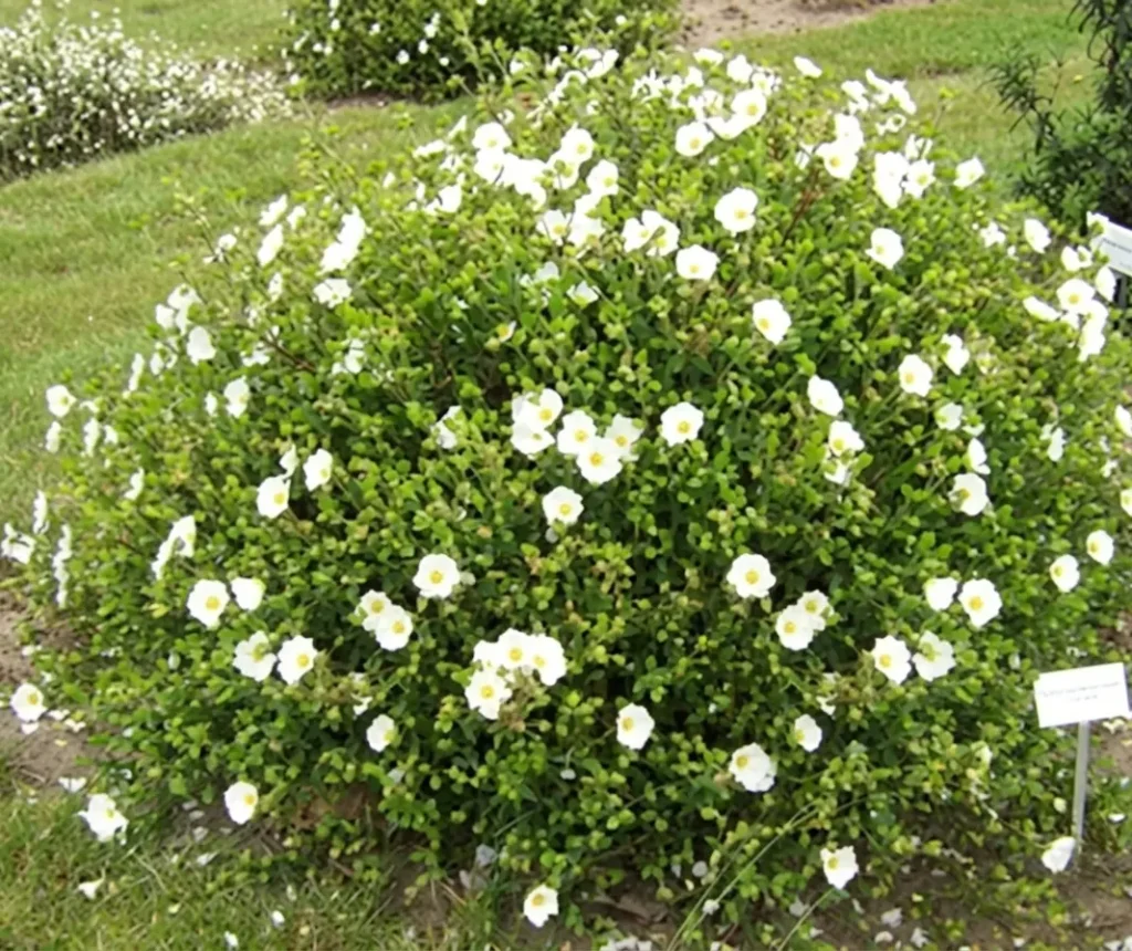Rock Rose (Cistus) mounded shrub covered in delicate white flowers — a drought-tolerant Mediterranean shrub for San Jose yards