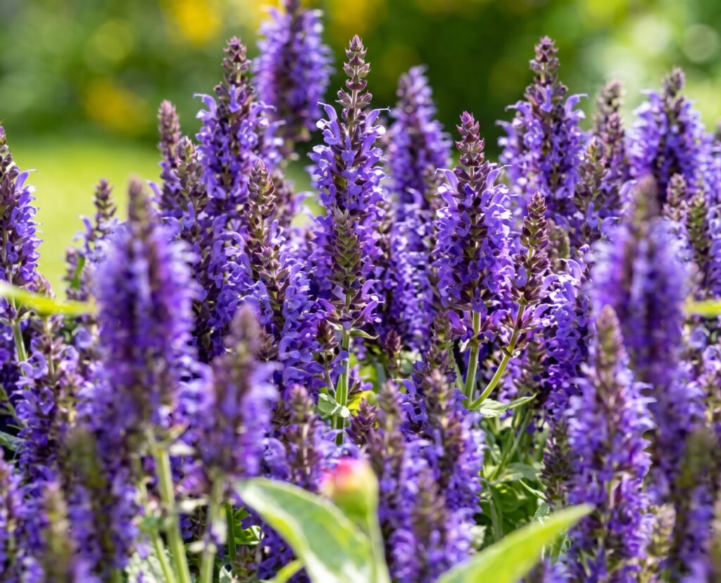 Close-up of Rosemary (Salvia rosmarinus) pale blue-purple flowers and needle-like foliage — an evergreen drought-tolerant culinary herb for San Jose