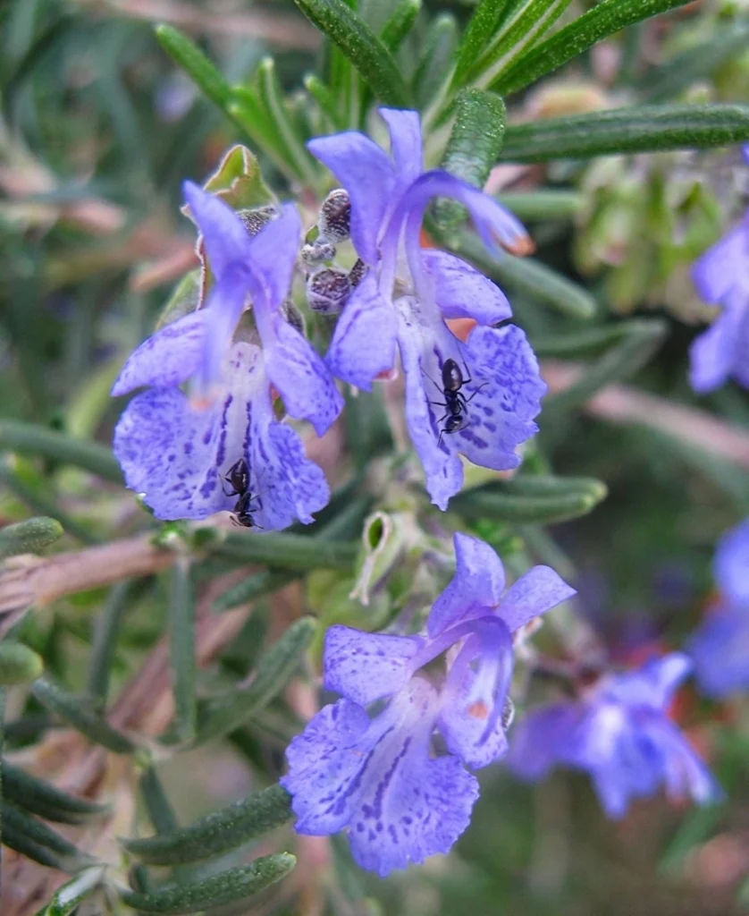 Close-up of Rosemary (Salvia rosmarinus) pale blue-purple flowers and needle-like foliage — an evergreen drought-tolerant culinary herb for San Jose
