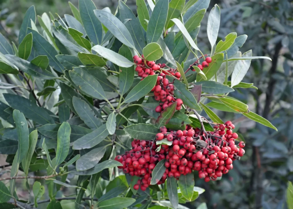 Toyon (Heteromeles arbutifolia) with clusters of bright red berries and long evergreen leaves — a California native drought-tolerant shrub known as Christmas Berry