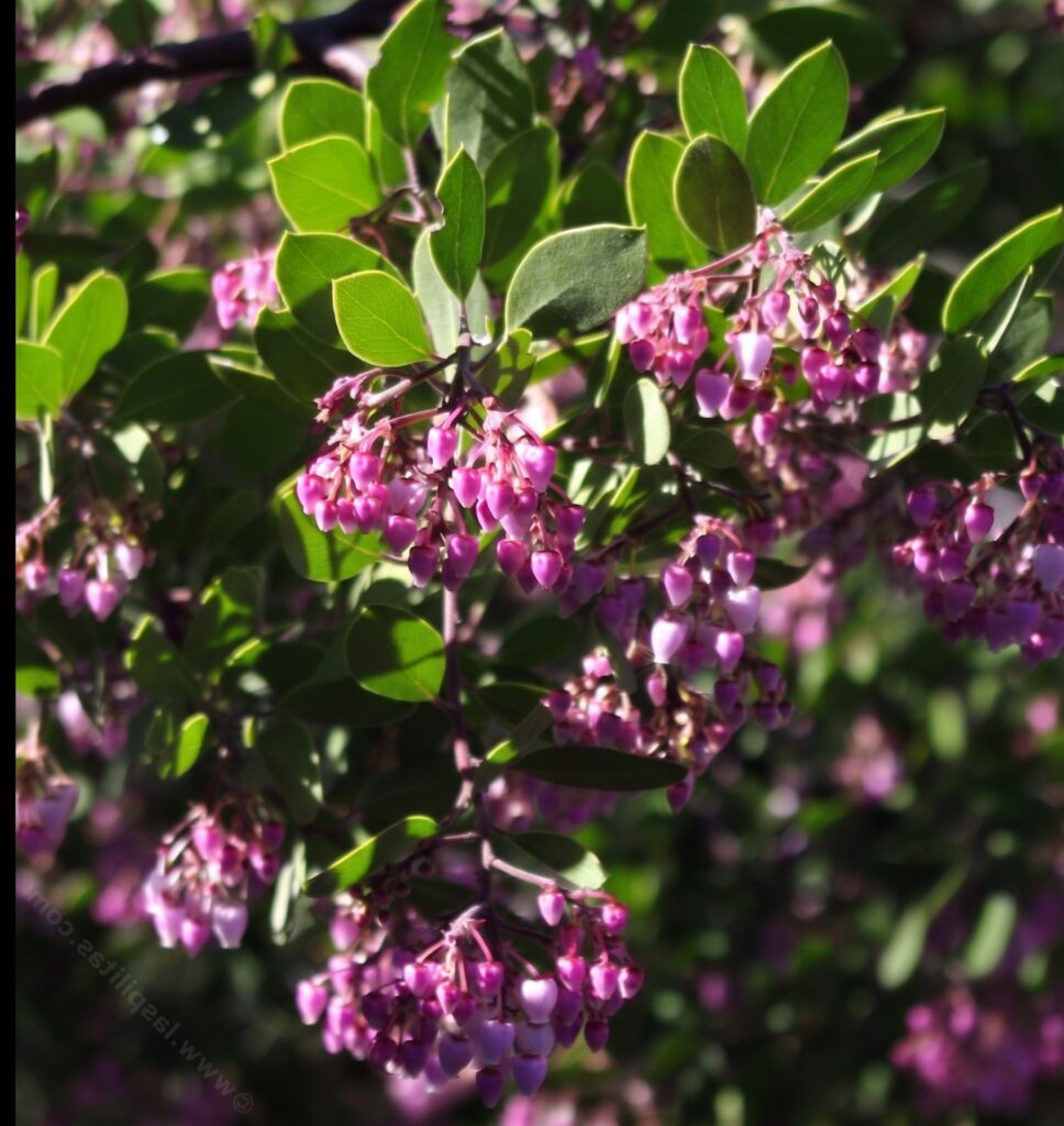Toyon (Heteromeles arbutifolia) with clusters of bright red berries and long evergreen leaves — a California native drought-tolerant shrub known as Christmas Berry