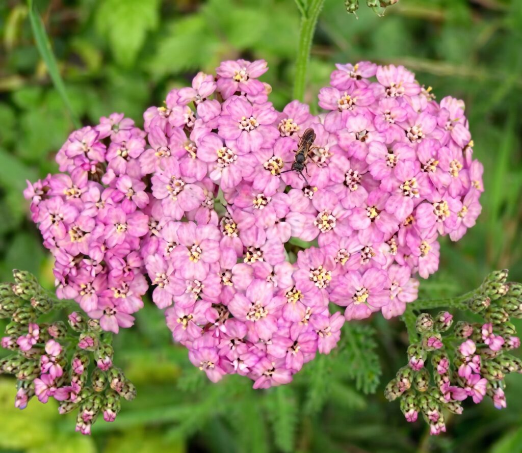 Pink Yarrow (Achillea) flat-topped flower cluster with fern-like green leaves and a pollinator — a drought-tolerant perennial for San Jose pollinator gardens